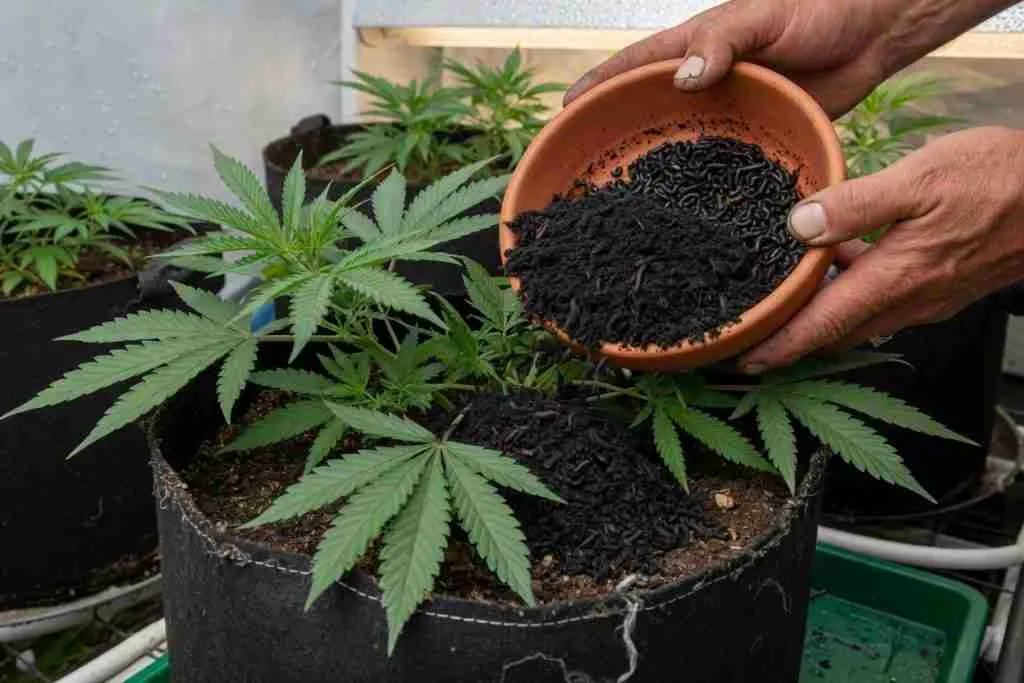 Grower top-dressing a cannabis plant in a fabric pot with dark worm castings