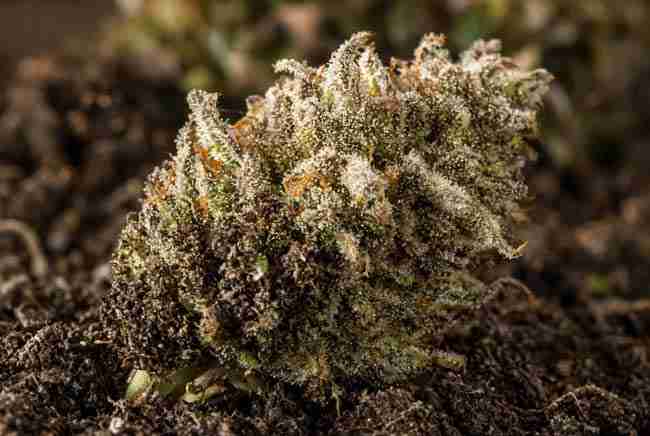 Close-up frosty cola resting on dark earth