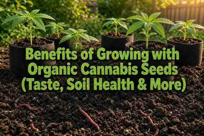 Main Image for article with bubble text stating "benefits of Growing with Organic Cannabis Seeds