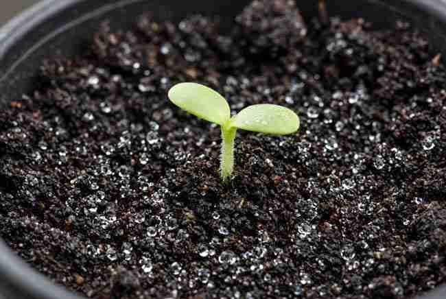 Fresh sprout with two cotyledons in moist mix