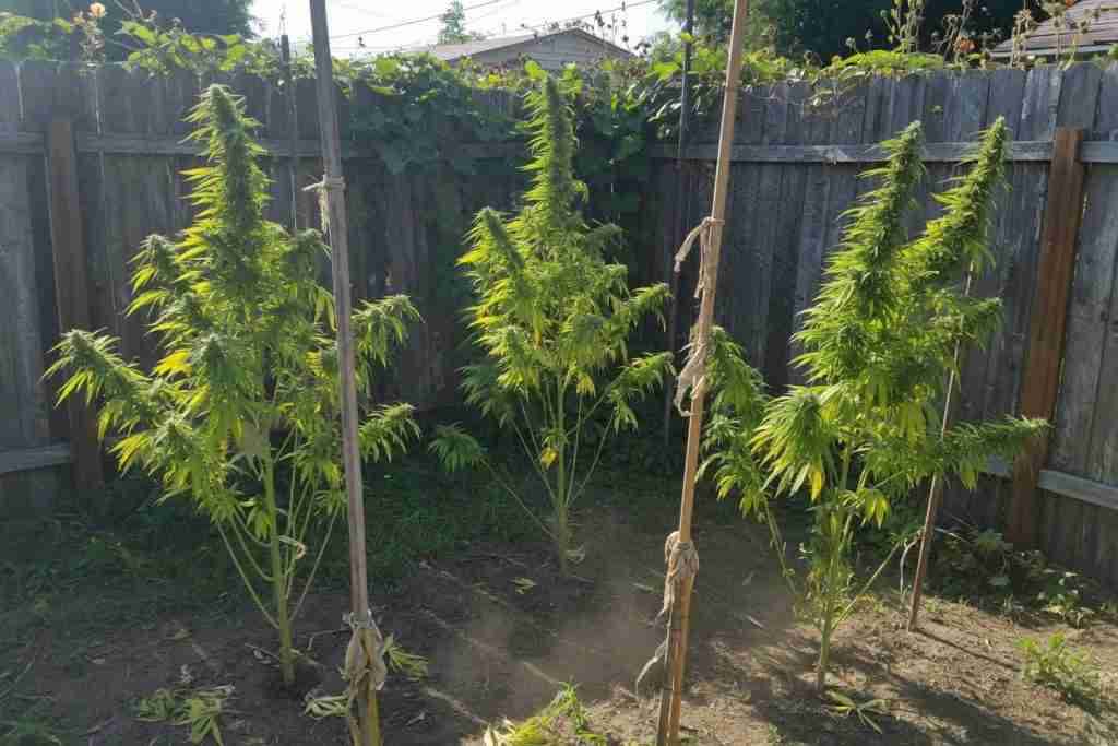 Outdoor cannabis plants staked in a backyard garden
