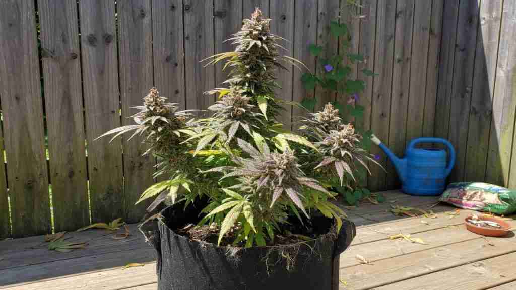 Flowering cannabis in a fabric pot on a backyard deck