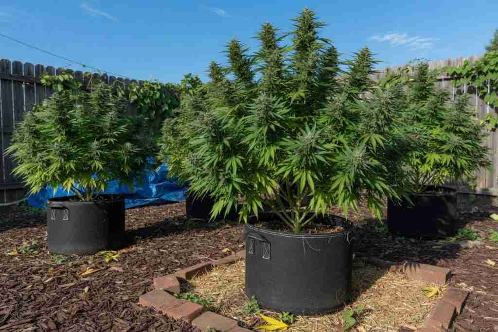 Outdoor cannabis plants in fabric pots in a sunny backyard