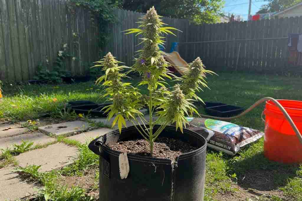 Outdoor cannabis plant in a large fabric pot in a backyard garden