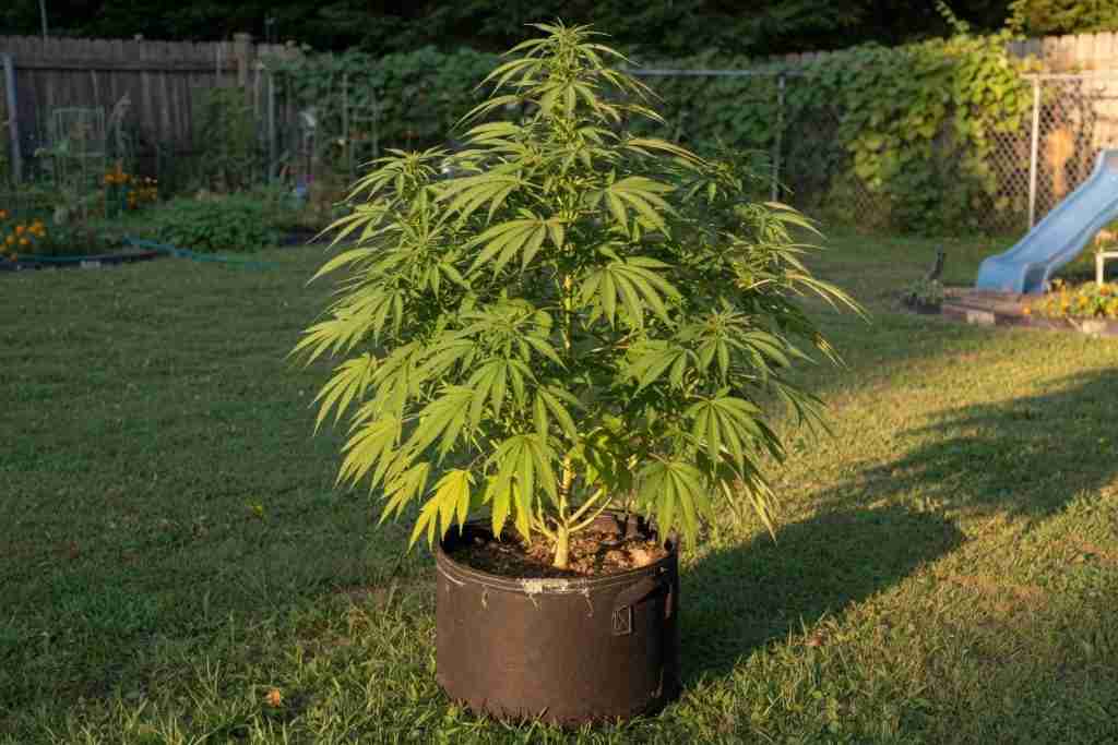 Outdoor cannabis plant in a fabric pot with a full set of fan leaves in a sunny backyard