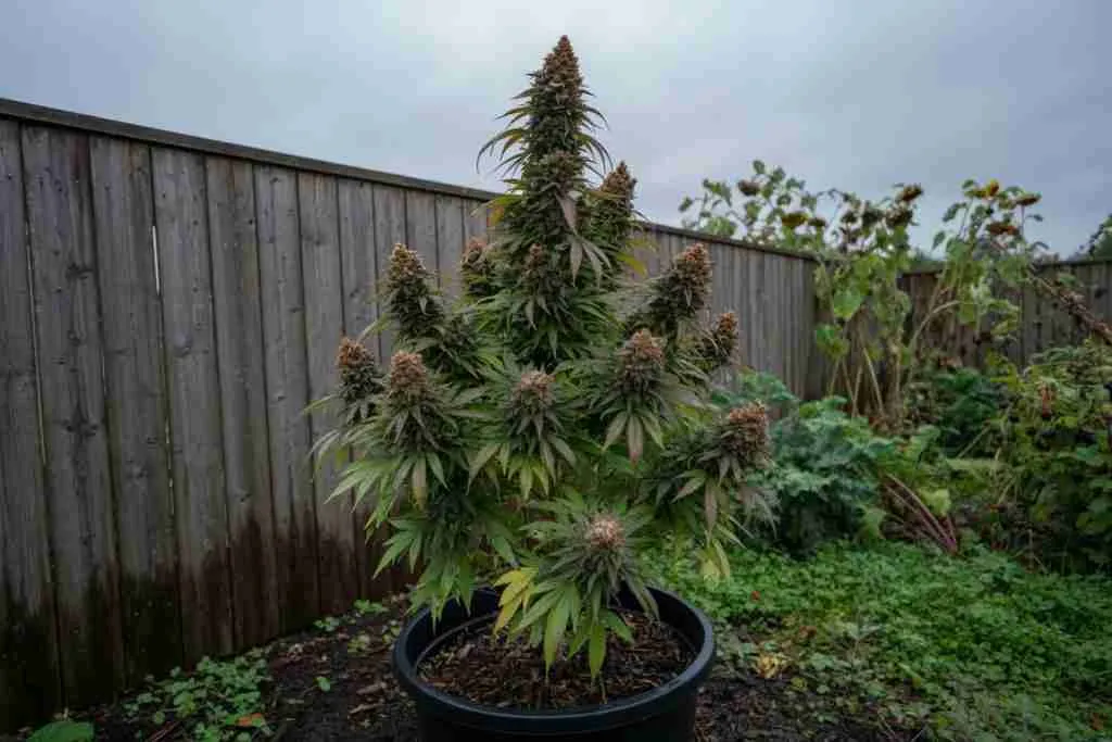 Outdoor cannabis plant in a northern garden in late summer
