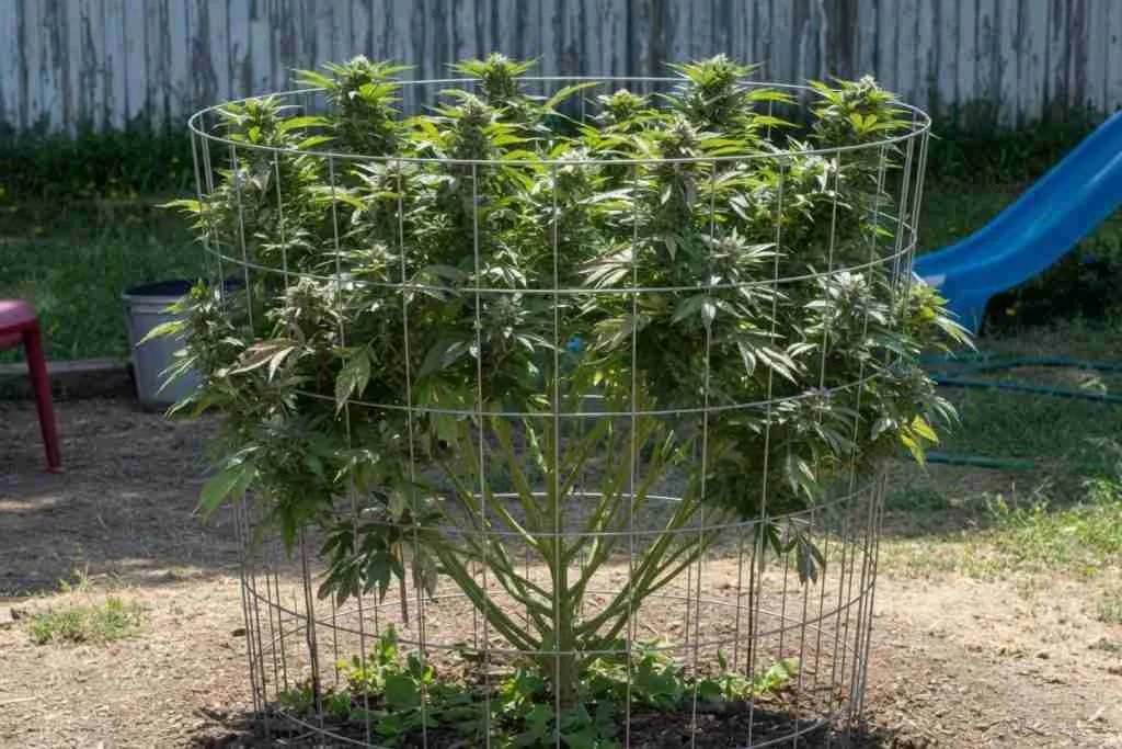 Outdoor cannabis plant growing through a round wire cage for support