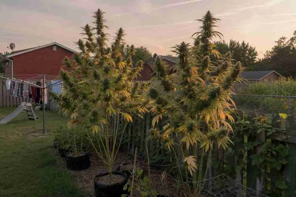 Outdoor photoperiod cannabis plants in late summer light