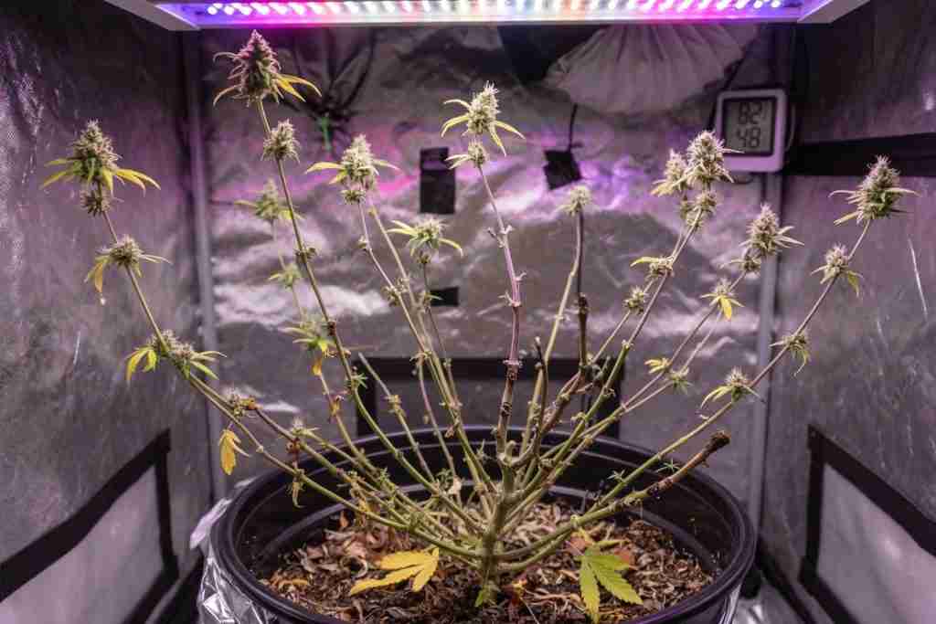Over-defoliated cannabis plant with too many leaves stripped and stressed flowering tops