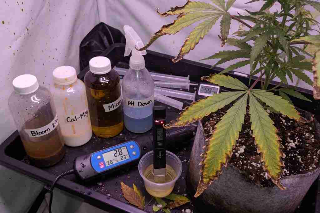 Nutrient bottles and an EC meter beside a cannabis plant with burnt leaf tips