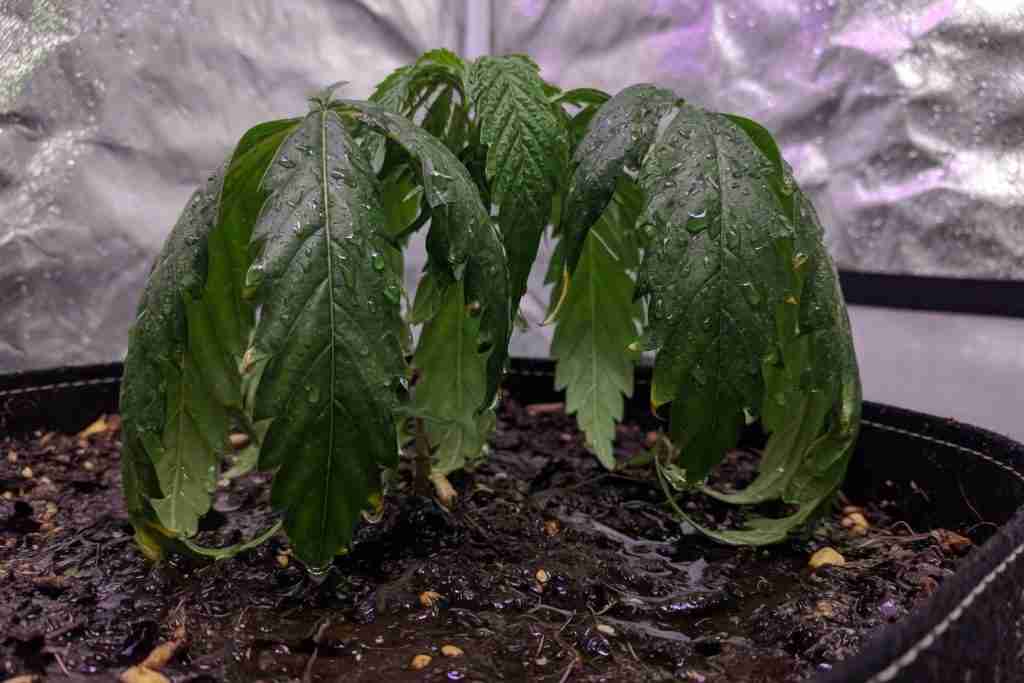 Overwatered cannabis seedling with heavy drooping leaves in soggy soil