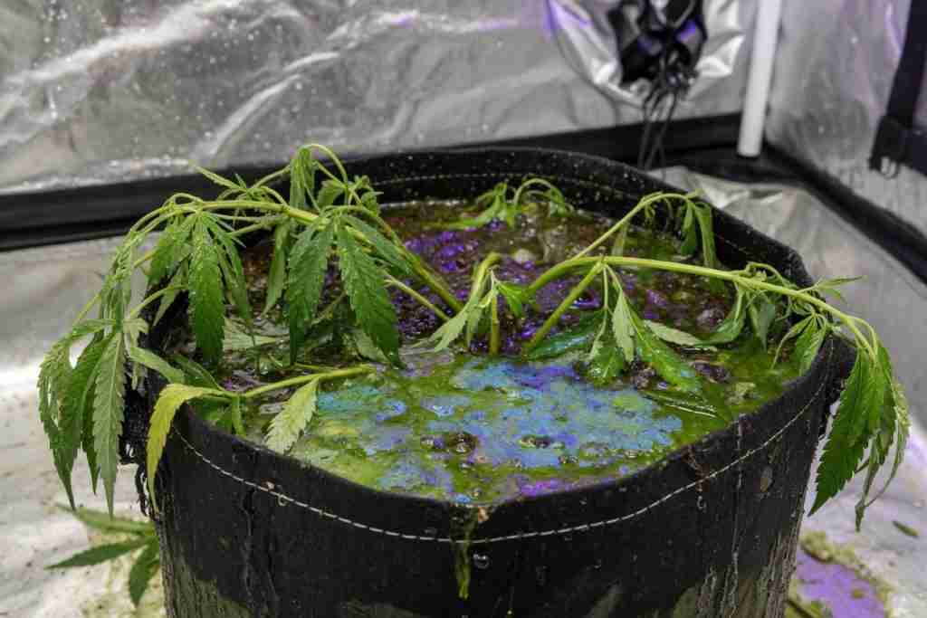 Overwatered cannabis plant collapsed in a fabric pot of standing water and algae
