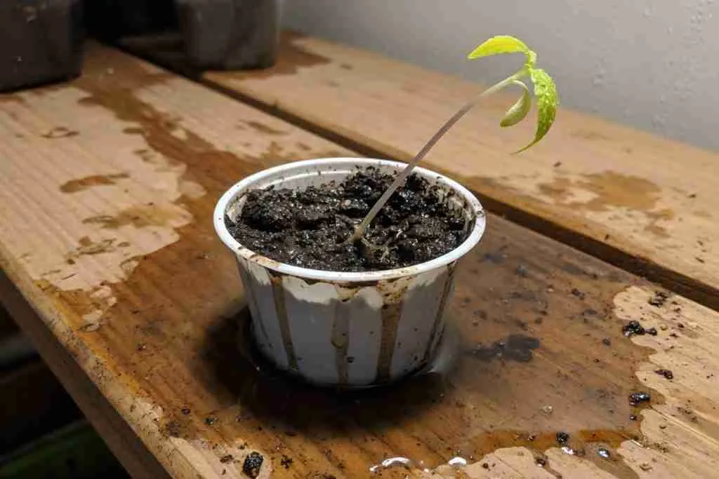Overwatered cannabis seedling cup sitting in runoff with a weak sprout
