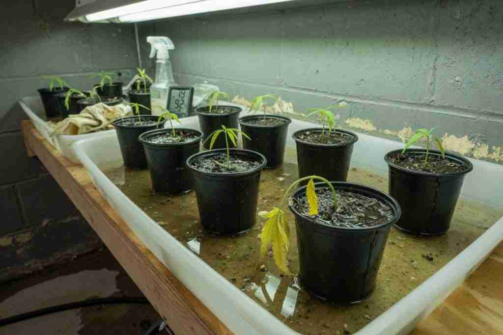 Overwatered cannabis seedling cups sitting in a tray of standing runoff