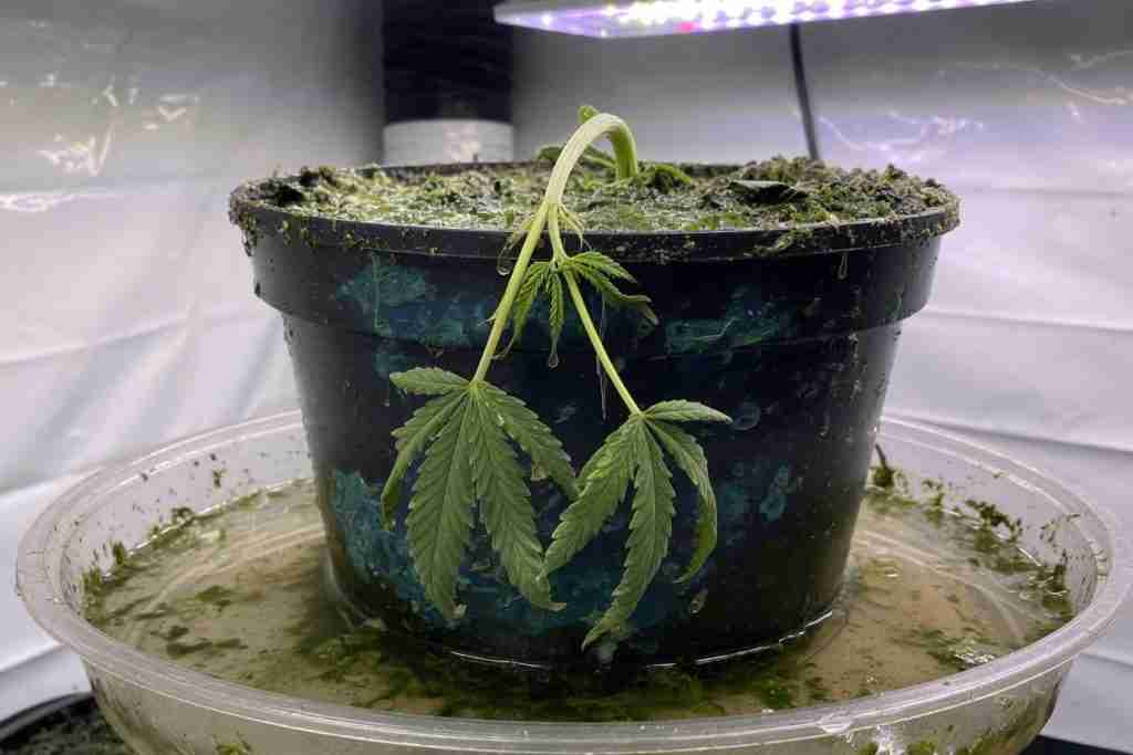 Overwatered cannabis seedling in a soggy pot with algae on the soil surface