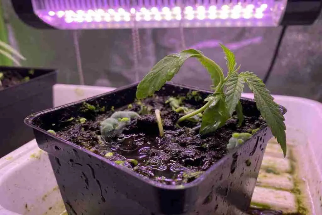Overwatered droopy cannabis seedling in a soggy pot with algae on the soil