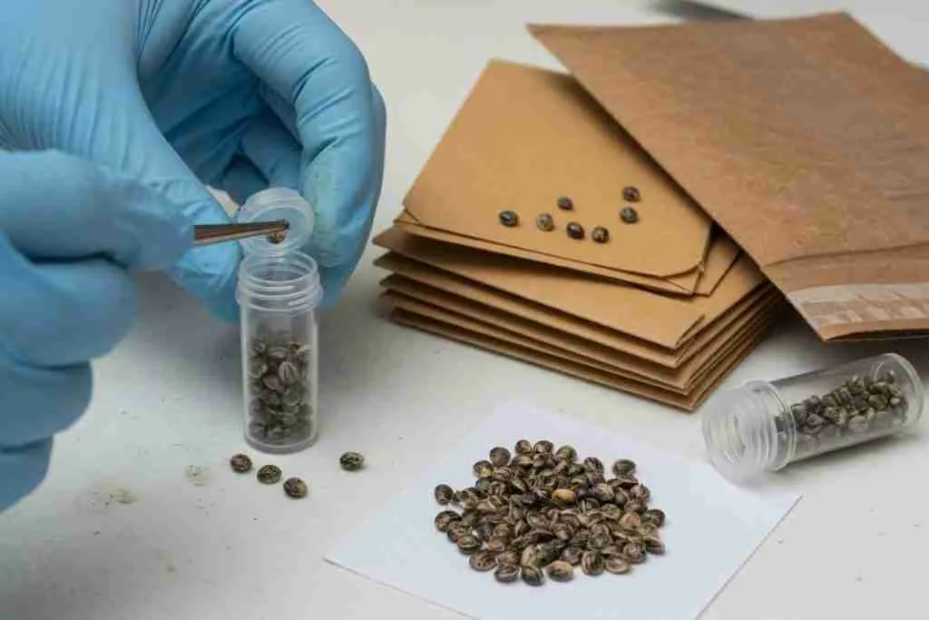 Gloved hands packing cannabis seeds into crushproof vials beside kraft envelopes