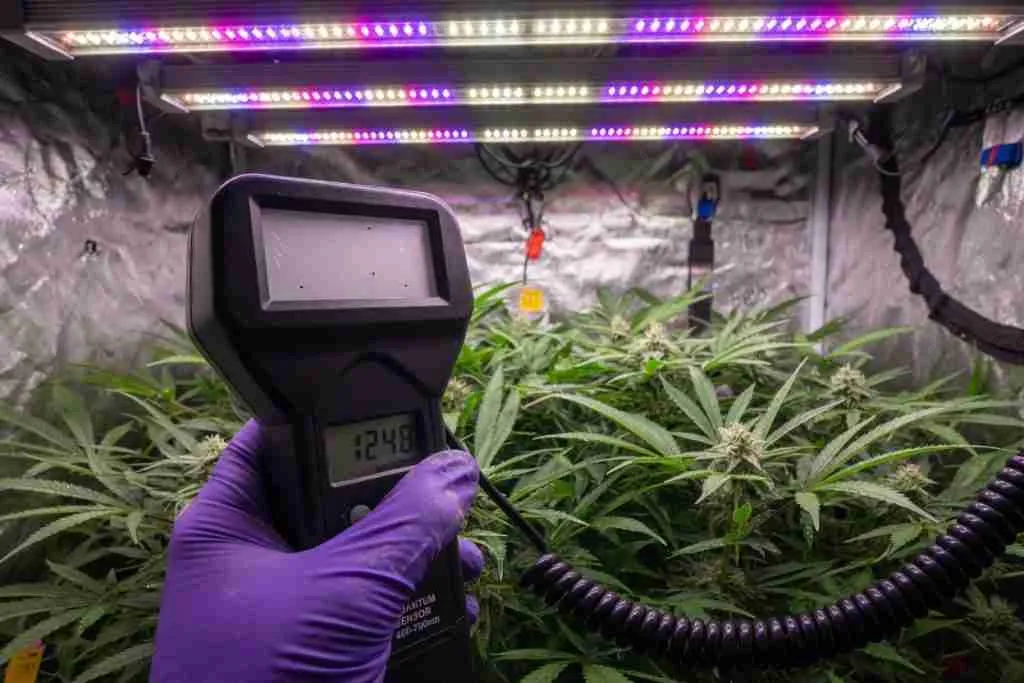 Grower holding a quantum PAR meter at cannabis canopy height under LED bars