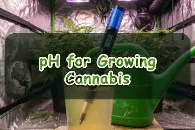 pH for Growing Cannabis