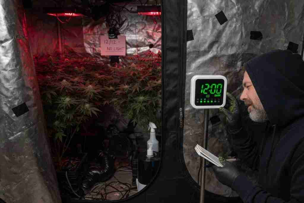 Grower checking a 12/12 dark-period timer on a flowering photoperiod cannabis tent