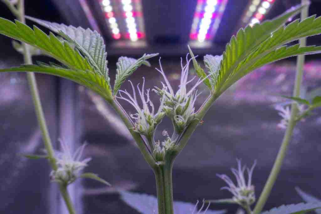 White pistils at the nodes after a photoperiod cannabis plant is flipped