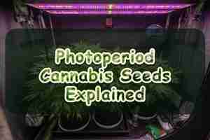 Photoperiod Cannabis Seeds Explained