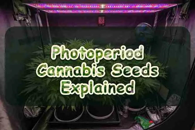 Photoperiod Cannabis Seeds Explained
