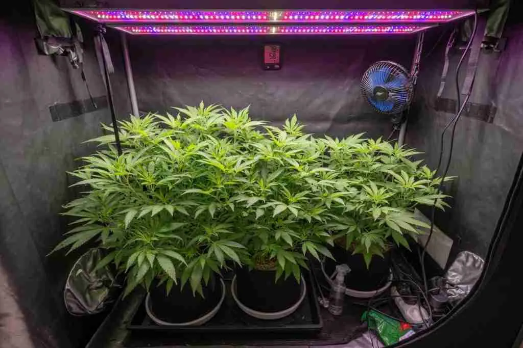 Vegetative photoperiod cannabis plants in an indoor grow tent