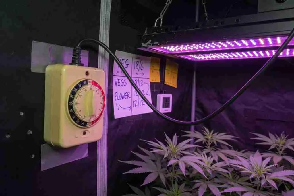 Outlet timer controlling a photoperiod cannabis grow light
