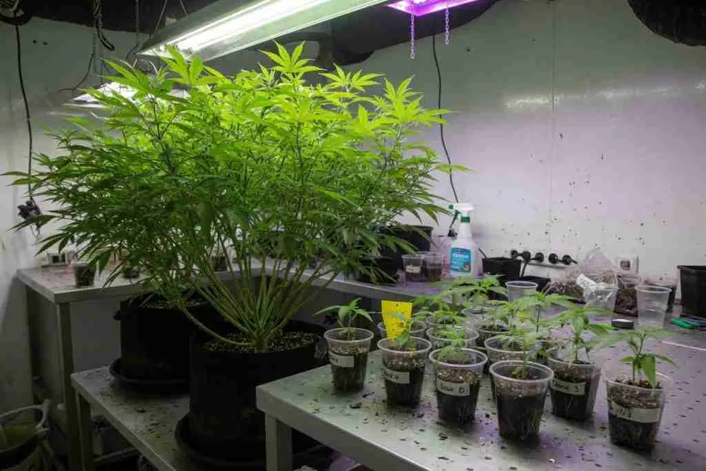 Photoperiod mother plant with rooted clone cuttings in cups