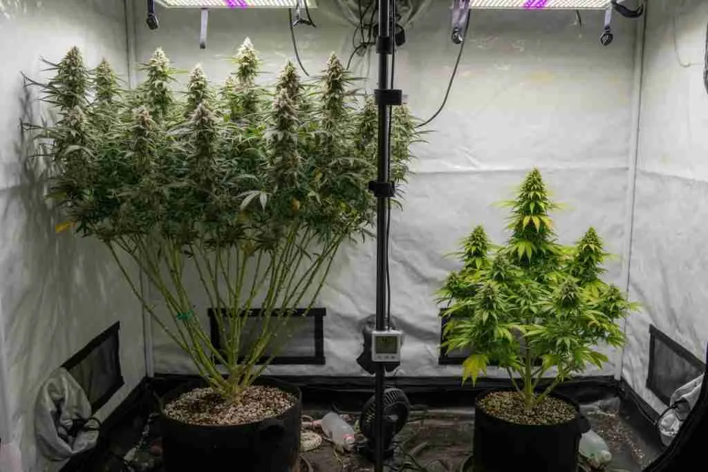 Photoperiod cannabis plant beside a shorter autoflower in the same tent