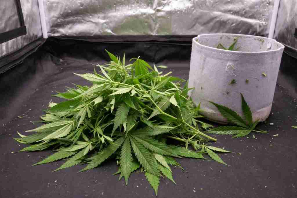 Pile of freshly defoliated green cannabis fan leaves on a grow tent floor