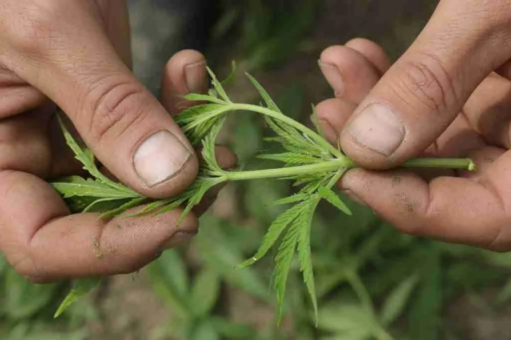 Hands pinching a green cannabis stem to soften it for training