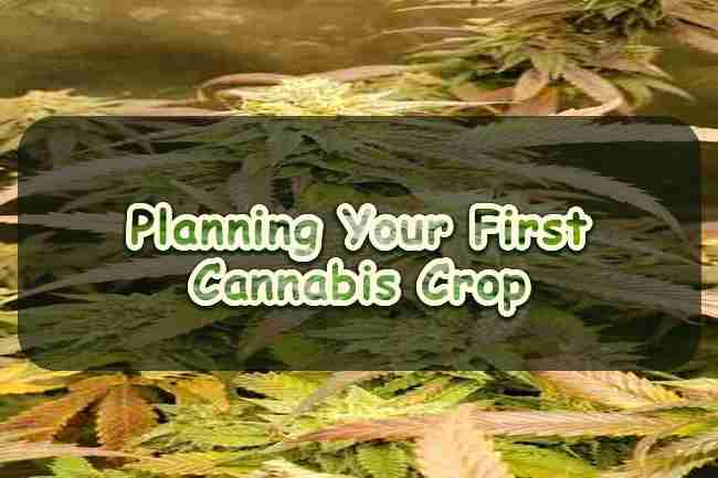 Planning Your First Cannabis Crop