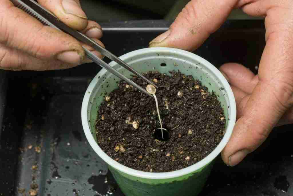 Planting a germinated cannabis seed taproot-down in moist starter mix