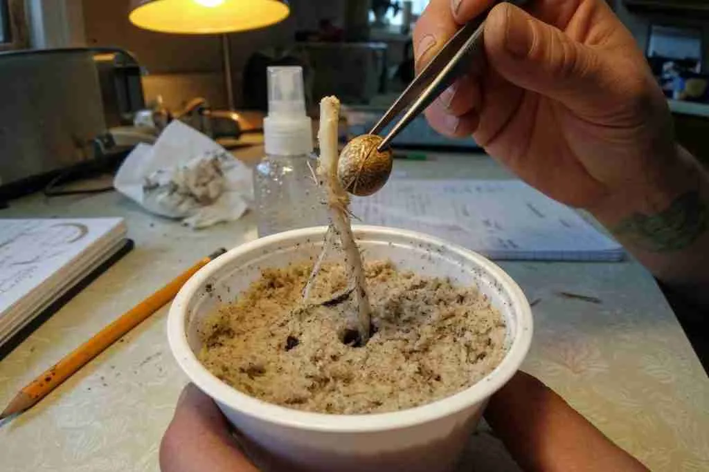 Tweezers holding a germinated cannabis seed above a hole in moist soil