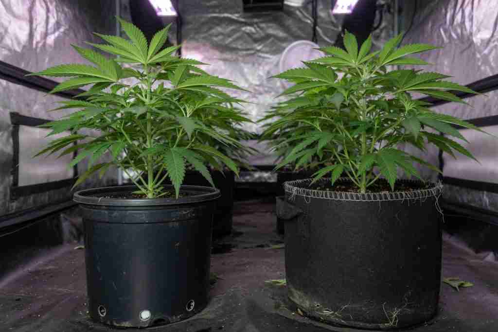 Vegetative cannabis in a plastic pot beside a plant in a fabric grow bag
