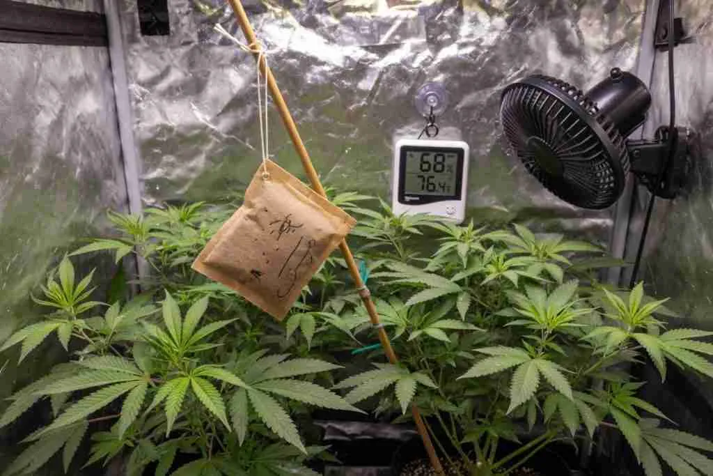 Predatory mite sachet hanging in a cannabis grow tent
