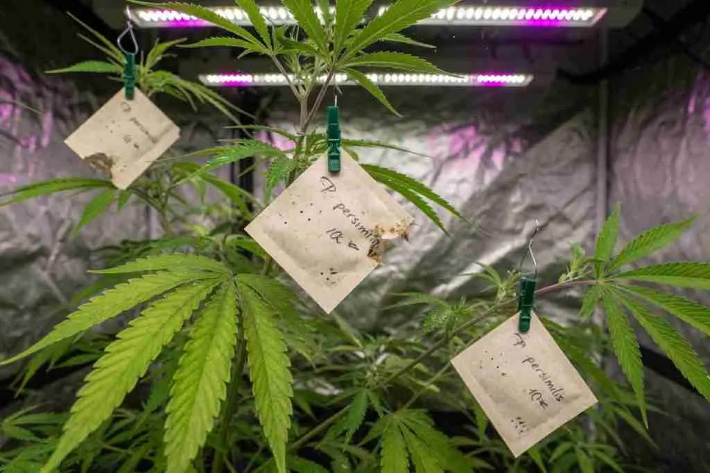 Predatory mite sachets clipped onto vegetative cannabis plants in a grow tent
