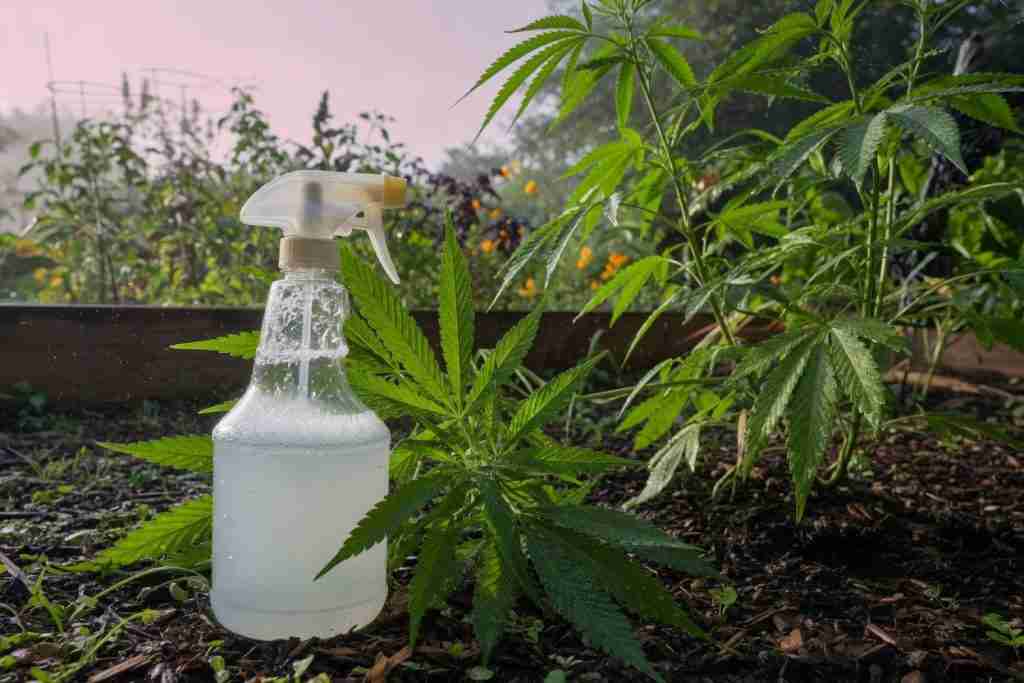 Spray bottle near vegetative outdoor cannabis leaves in morning light