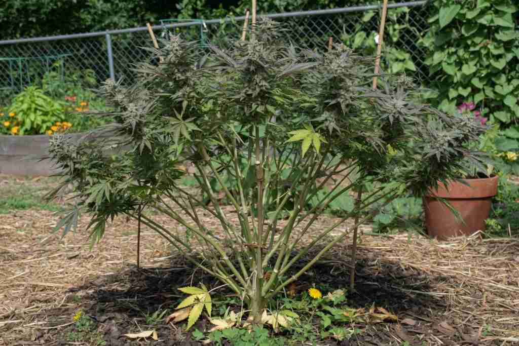 Outdoor cannabis plant pruned for airflow with an open interior canopy