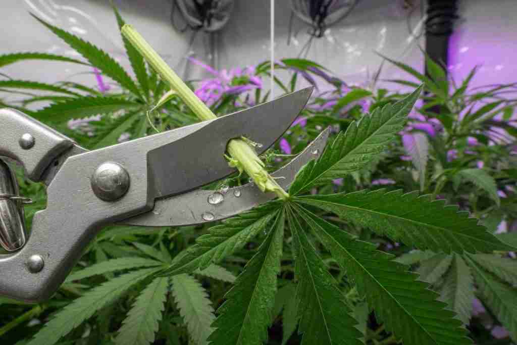 Clean pruning shears cutting a cannabis fan leaf stem inside a grow tent