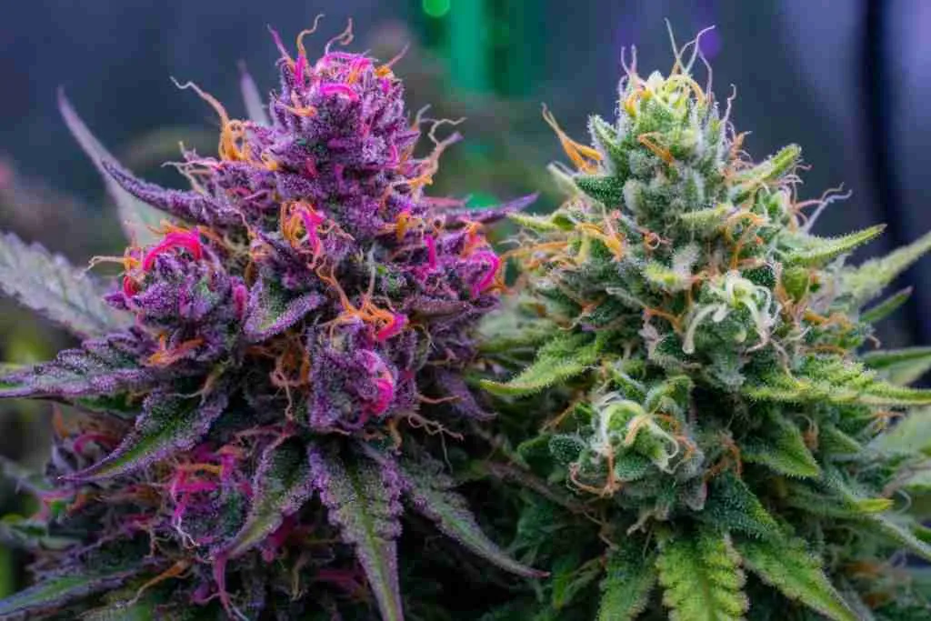 Purple and green cannabis buds with colorful pistils