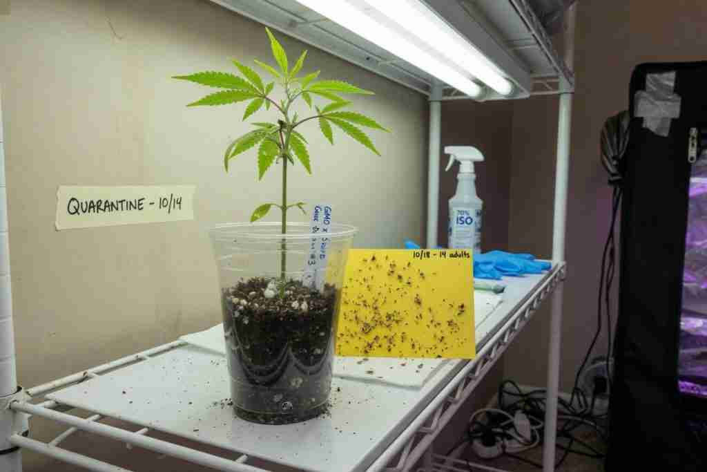 Cannabis clone in a cup on a quarantine shelf with a yellow sticky card