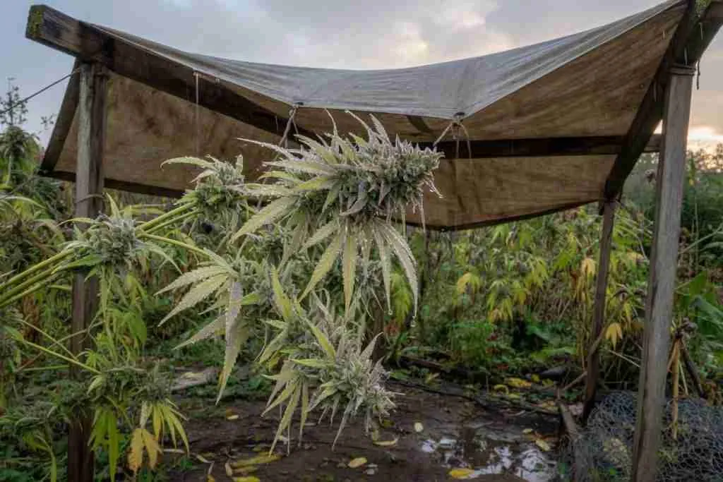 Rain on outdoor cannabis buds under a tarp with airflow