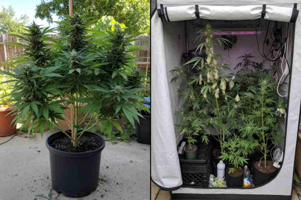 A standout keeper cannabis plant beside extra plants crowding a small tent