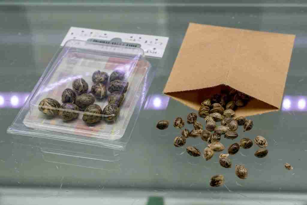 Retail blister of cannabis seeds beside a kraft farm envelope of loose seeds