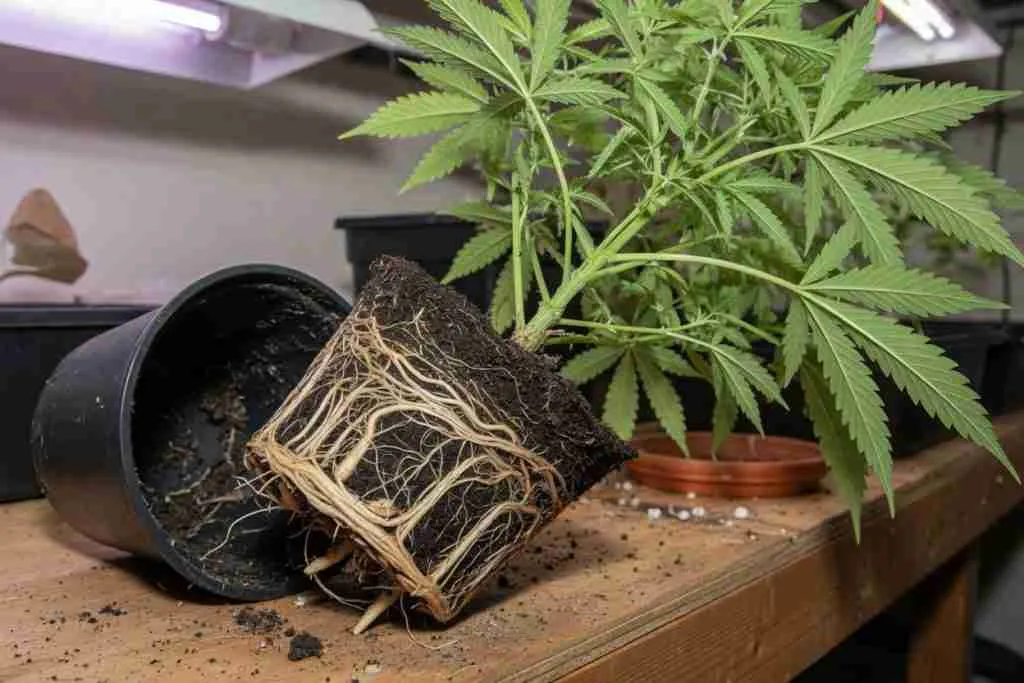Root-bound cannabis plant slid from a plastic pot with circling roots