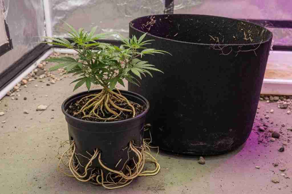 Rootbound cannabis plant in a small plastic pot next to a larger fabric pot