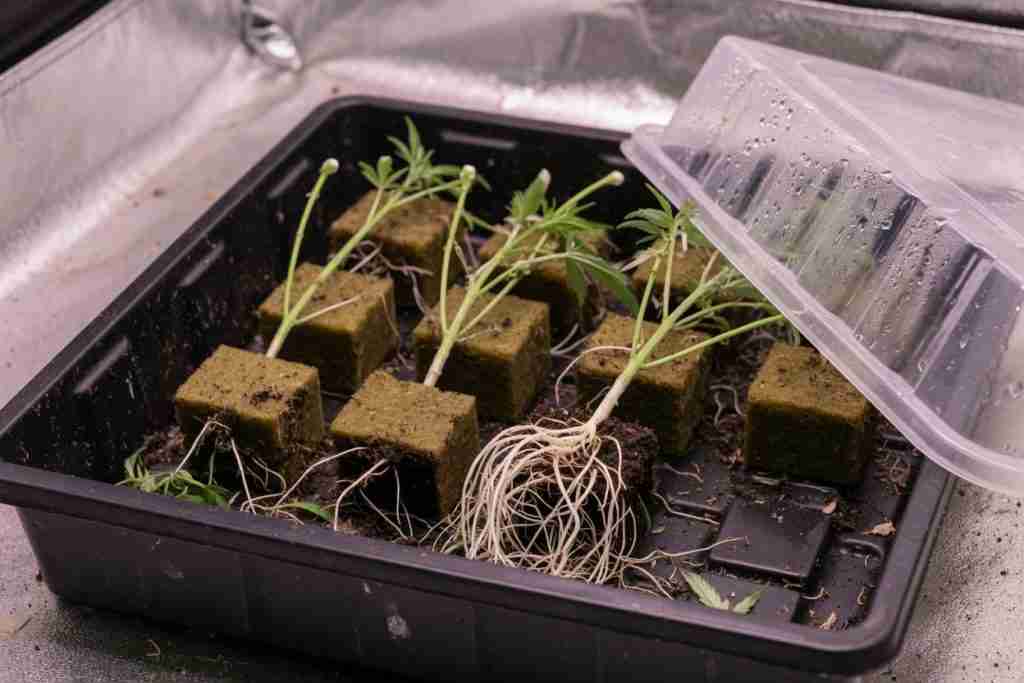 Rooted cannabis clone cuttings in cubes under a humidity dome
